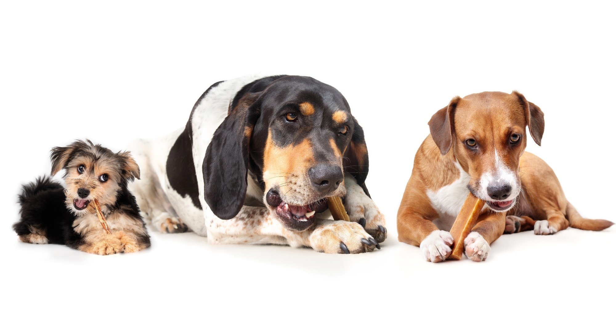 Study: Machine Learning Insights from C-BARQ Data to Study Canine Personalities. Image credit: sophiecat/Shutterstock