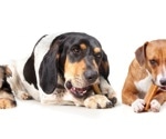 Machine Learning Insights from C-BARQ Data to Study Canine Personalities