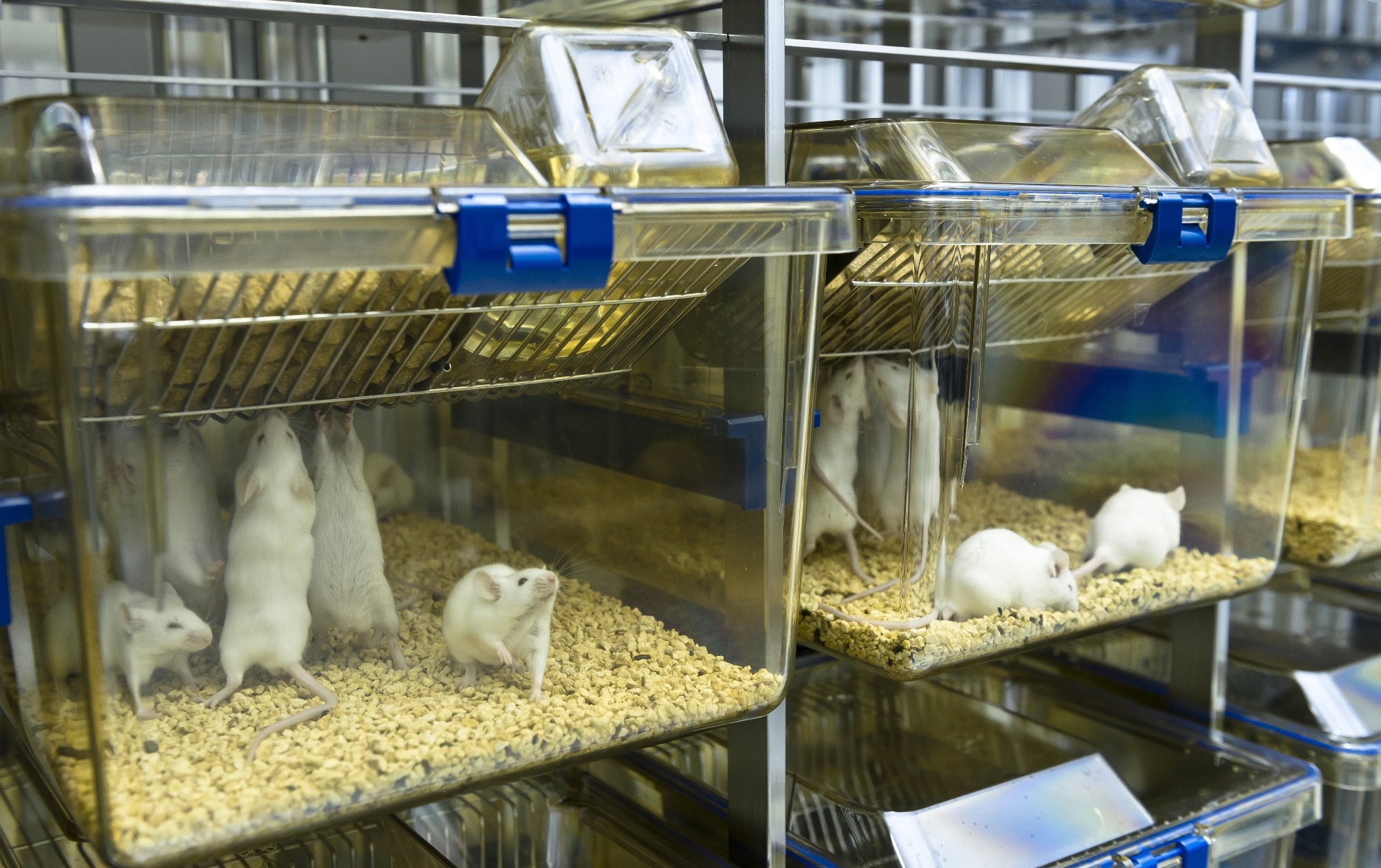 Study: MouseVUER: Home-Cage Monitoring Using a Deep Learning-based Open-Source System. Image credit: unoL/Shutterstock