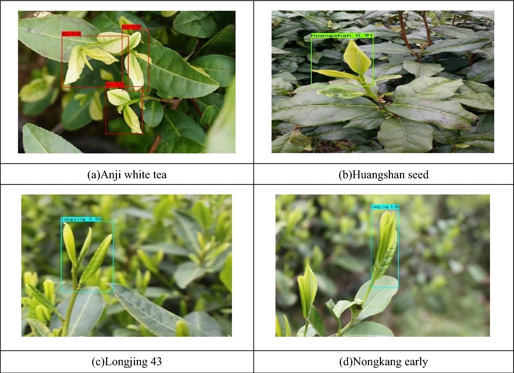 YOLOX classification model identifies tea sprouts of different varieties. Study: https://www.nature.com/articles/s41598-024-53498-y