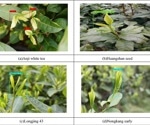 Tea Bud Recognition Using the YOLOX Classification Model