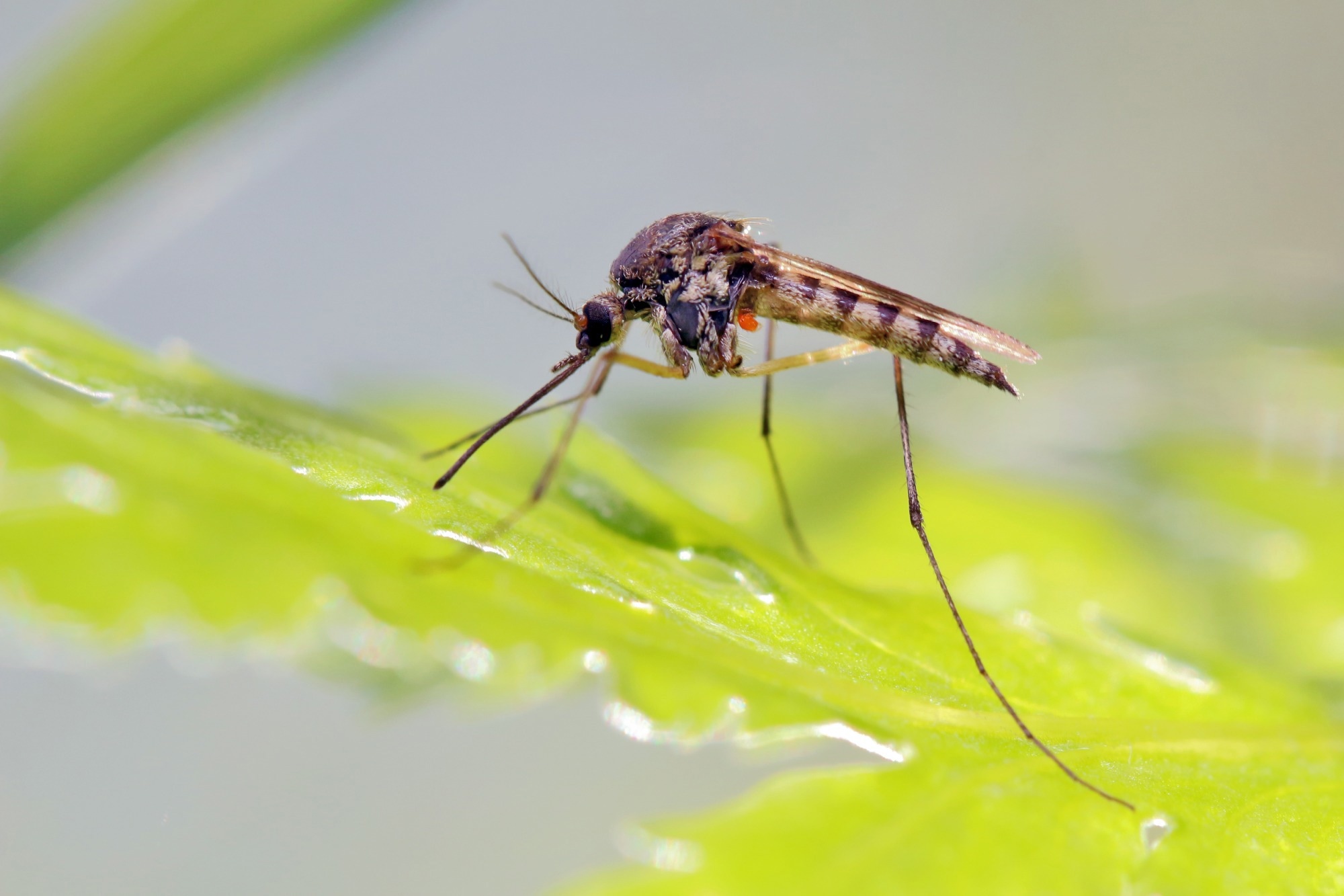 Study: Wing-Based Mosquito Species Identification with CNNs. Image credit: Achkin/Shutterstock