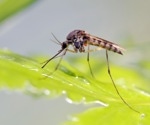 Wing-Based Mosquito Species Identification with CNNs