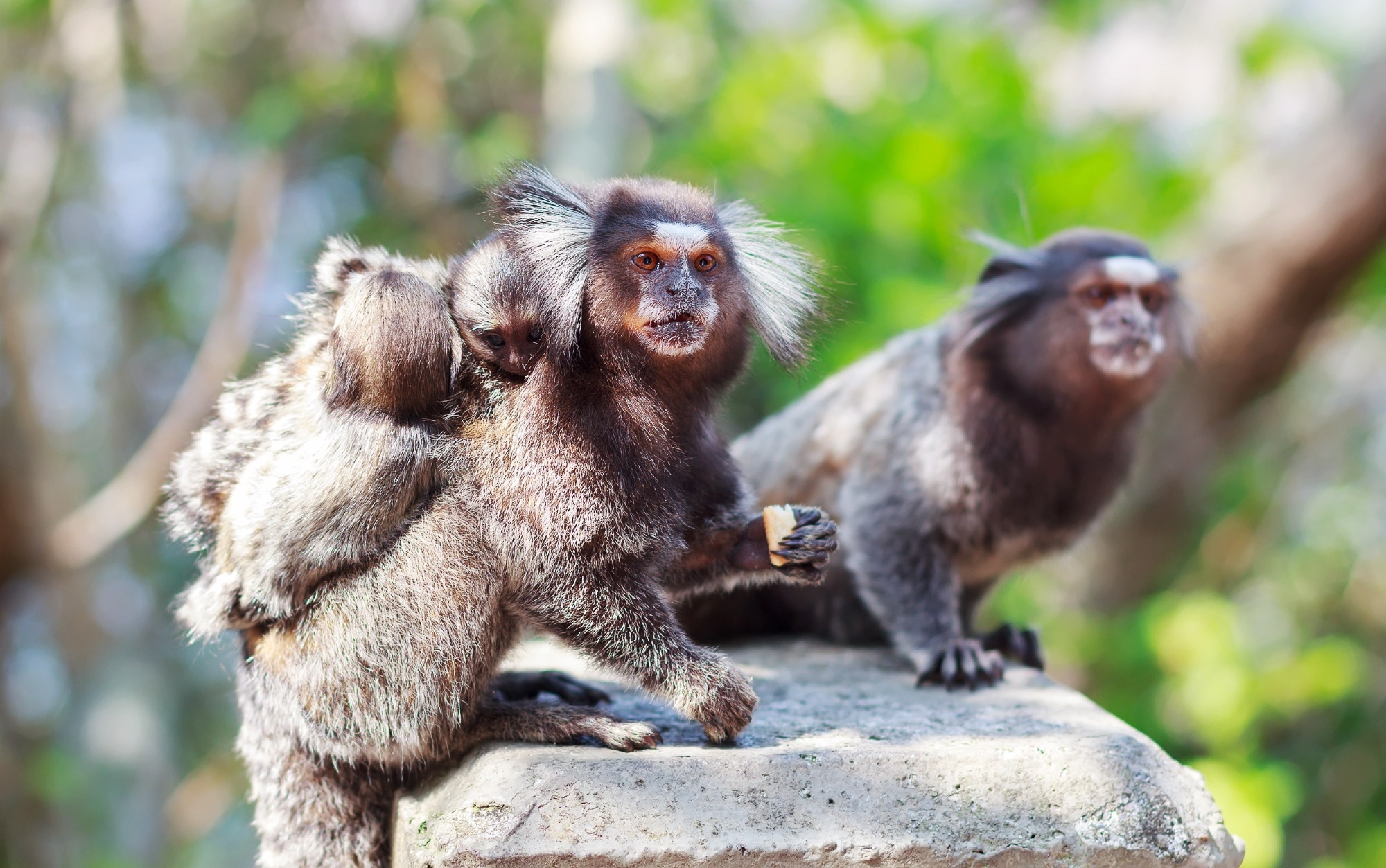 Study: FulMAI: Revolutionizing Marmoset Behavior Analysis. Image credit: Iuliia Timofeeva/Shutterstock