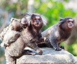 FulMAI: Revolutionizing Marmoset Behavior Analysis