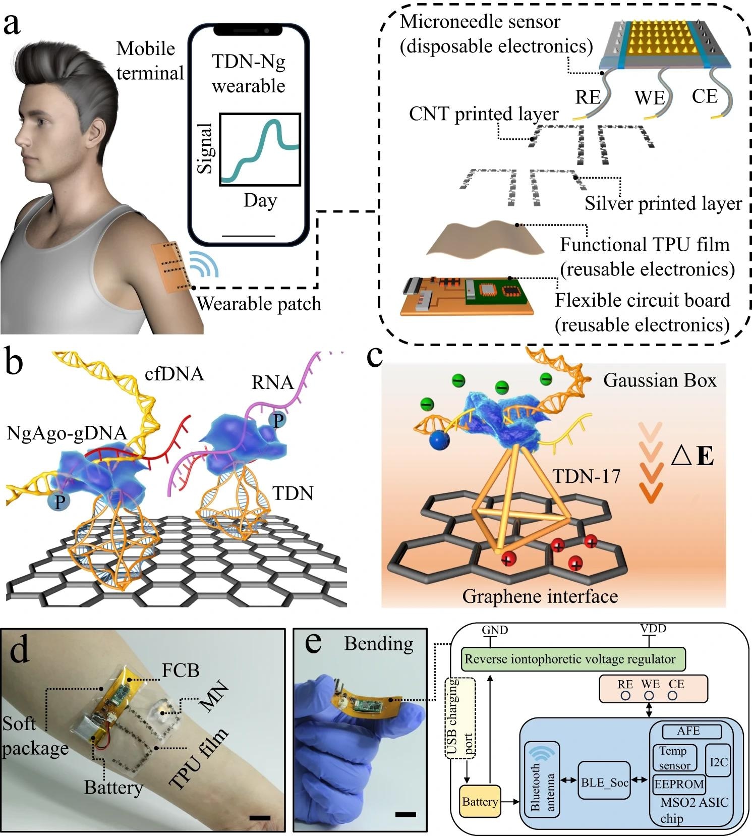 a Workflow and view of the wearables on patients’ epidermis for practical use. All the data were transmitted to an electronic device, RE, WE, and CE referring to the reference, working, and counter electrodes, respectively. b Illustration showing the engineered biosensing interface on a microneedle, in which TDN is used as an anchor to combine with graphene and NgAgo-gDNA, P referring to phosphorylated. c Schematic of the biosensing mechanism. The enhanced TDN-Ng interfaces selectively recognize target nucleic acids and produce different potentials based on Gaussian box theory, generating electrochemical signal outputs. d A photograph of the whole integrated wearable system, which was worn on the patient’s arm. Scale bar, 1 cm. e Block diagram of the flexible circuit board electronics. The electrochemical analog front end (AFE) performs electrochemical sensing to acquire the signal, and the Bluetooth low-energy (BLE) module processes the signal and transmits the data to an outer electronic device via a Bluetooth antenna. The reverse iontophoresis module is individually connected with a battery. The battery was connected to the board and USB charging port. Scale bar, 1 cm.