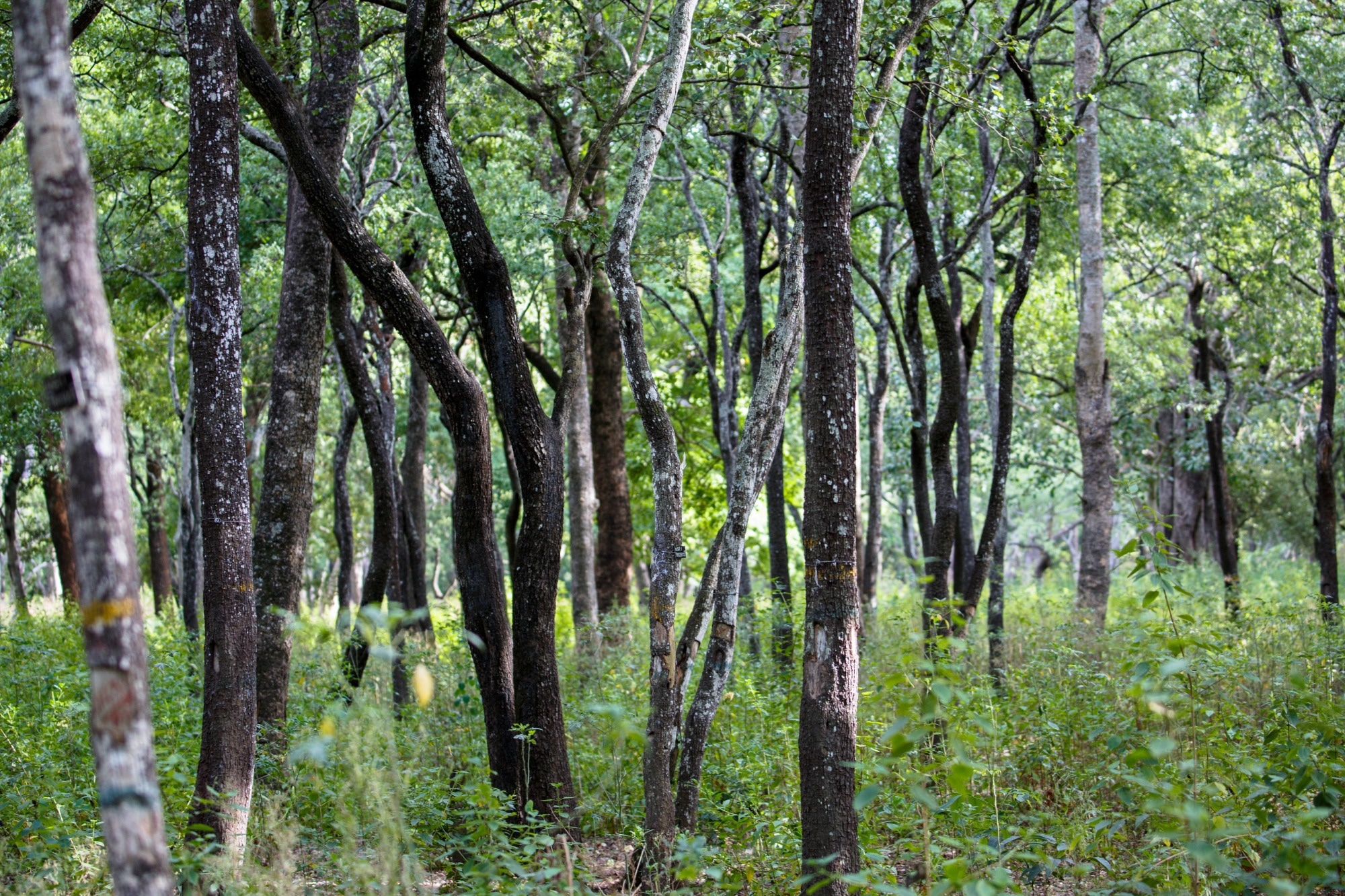 Study: Enhancing Sandalwood Detection with Advanced Computer Vision. Manu M Nair Image credit: /Shutterstock