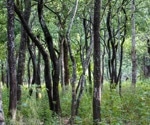 Enhancing Sandalwood Detection with Advanced Computer Vision