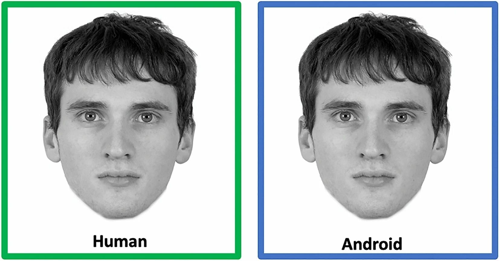 Example face stimuli. For each participant, faces were presented in the human or android condition in a randomized fashion. Each face was presented together with a label and a colored frame indicating the experimental condition: faces in the human condition were presented with the label “human” in a green frame; faces in the android condition were presented with the label “android” in a blue frame. https://www.nature.com/articles/s41598-024-53187-w