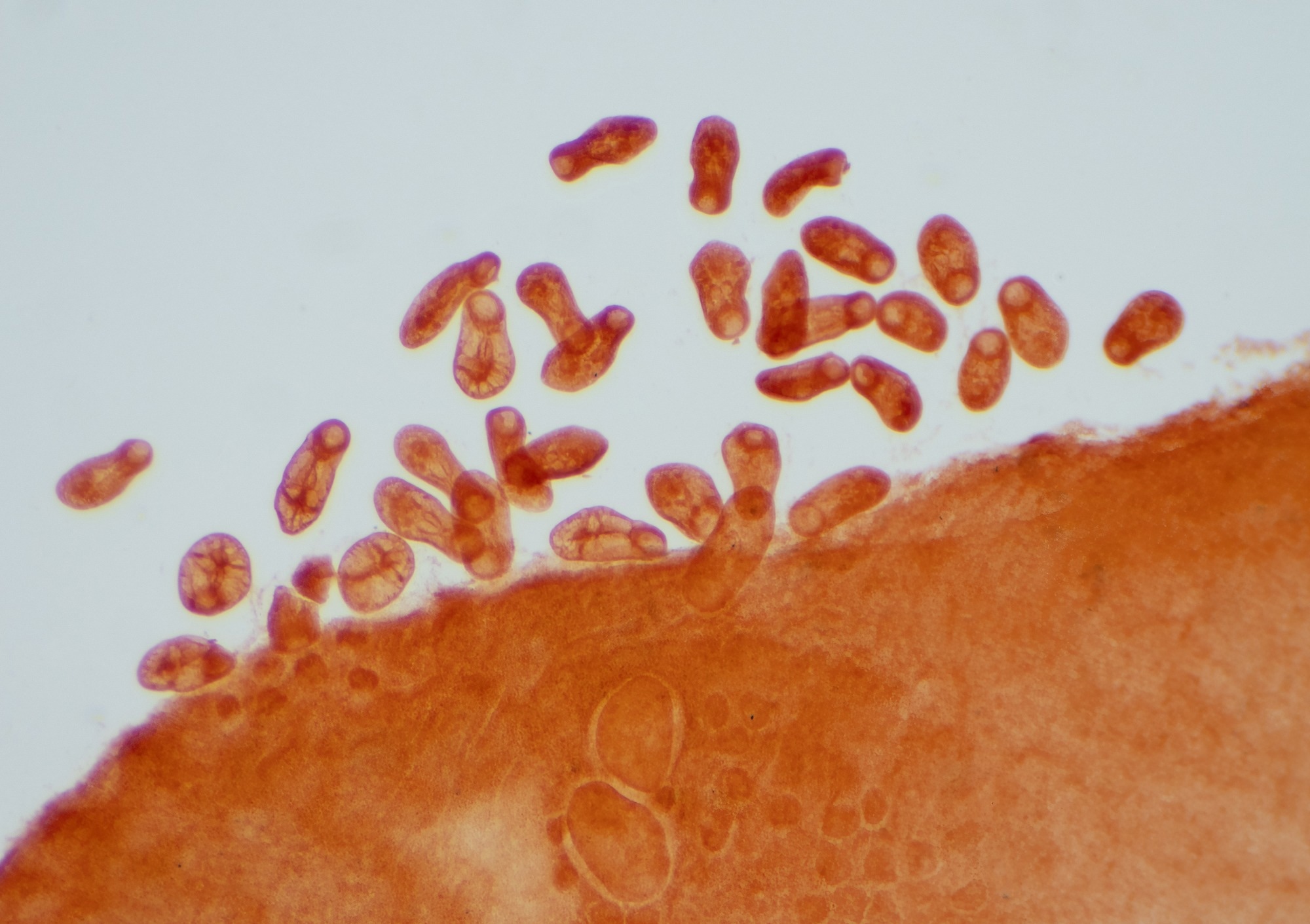 Study: Deep Learning Revolutionizes Parasitic Organism Detection. Image credit: Choksawatdikorn/Shutterstock