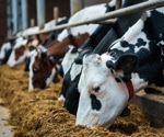Genomic Prediction for Feed Efficiency in Cattle: A Comparative Analysis of Methods