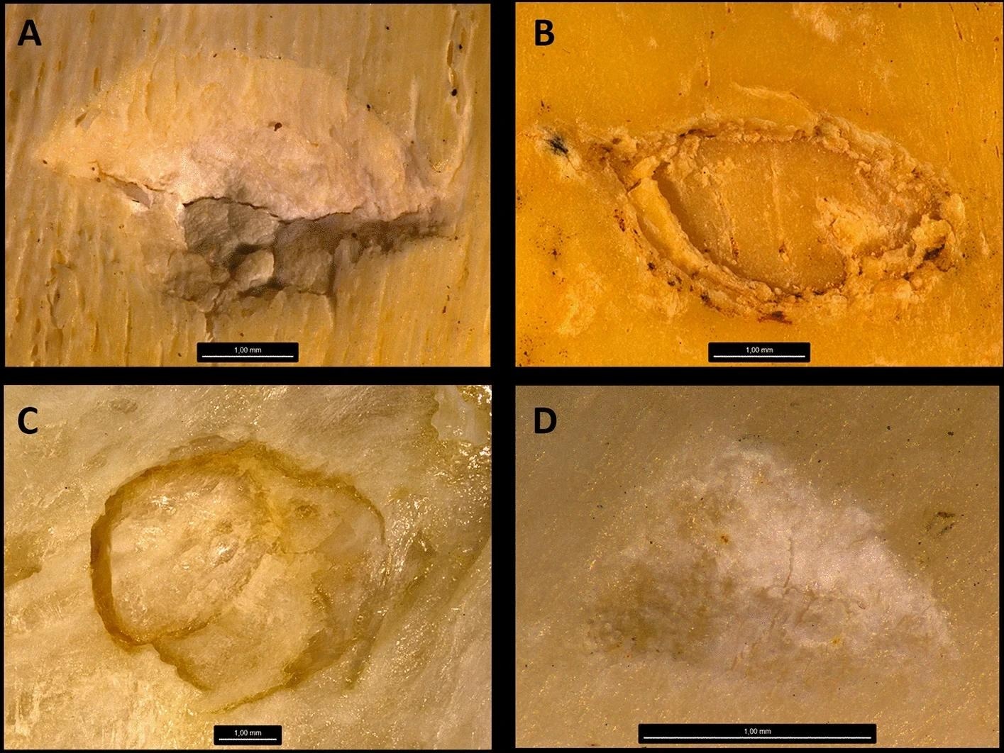 Examples of tooth pits from the four types of carnivores recorded. (A) Crocodile tooth pit. (B) Hyena tooth pit. (C) Lion tooth pit. (D) Leopard tooth pit. https://www.nature.com/articles/s41598-024-57015-z