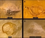 Computer Vision Revolutionizes Carnivore Tooth Mark Identification
