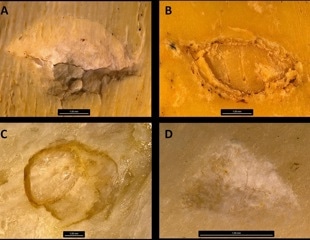 Computer Vision Revolutionizes Carnivore Tooth Mark Identification