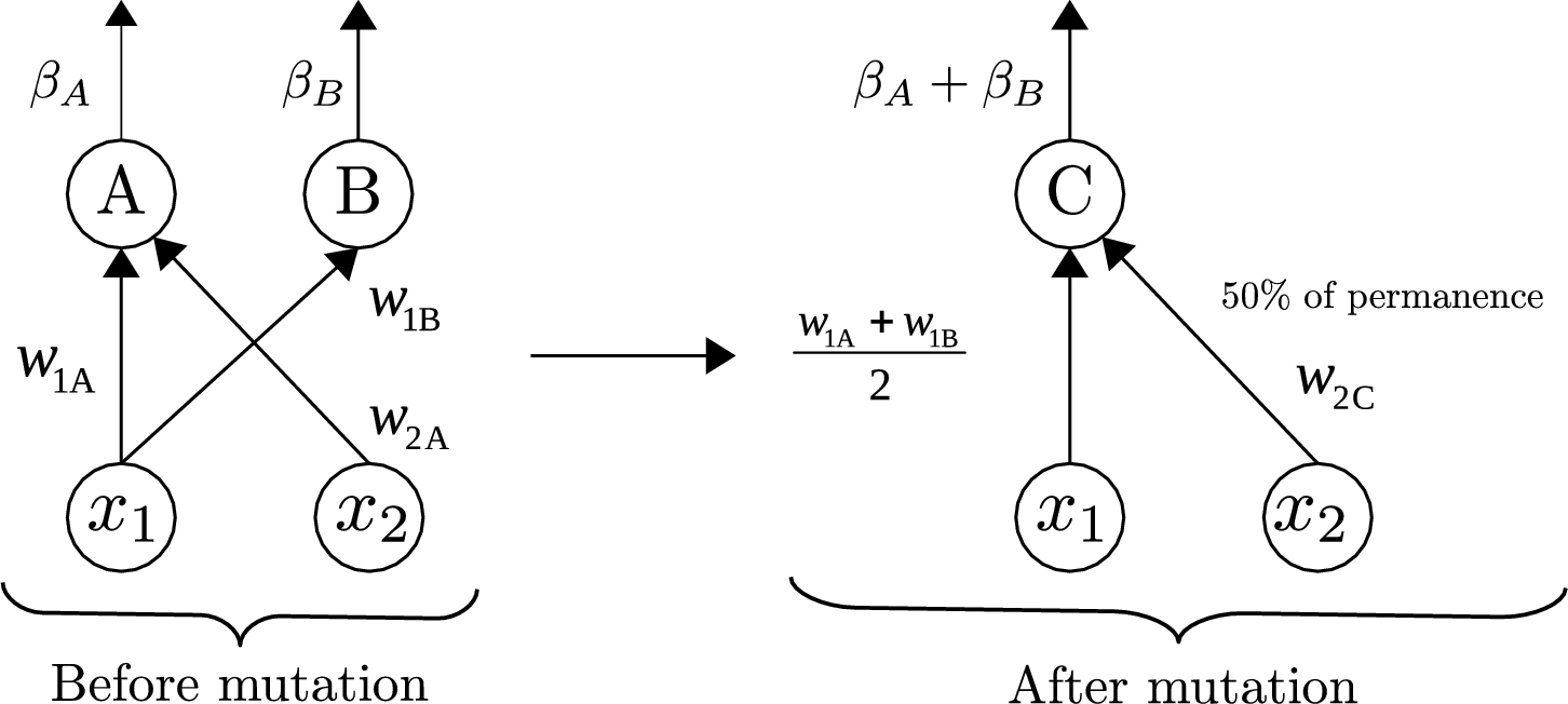 Mutation node fusion. A and B are the initial neurons involved in the fusion, and C is the neuron resulting from the mutation. https://www.nature.com/articles/s41598-024-57654-2