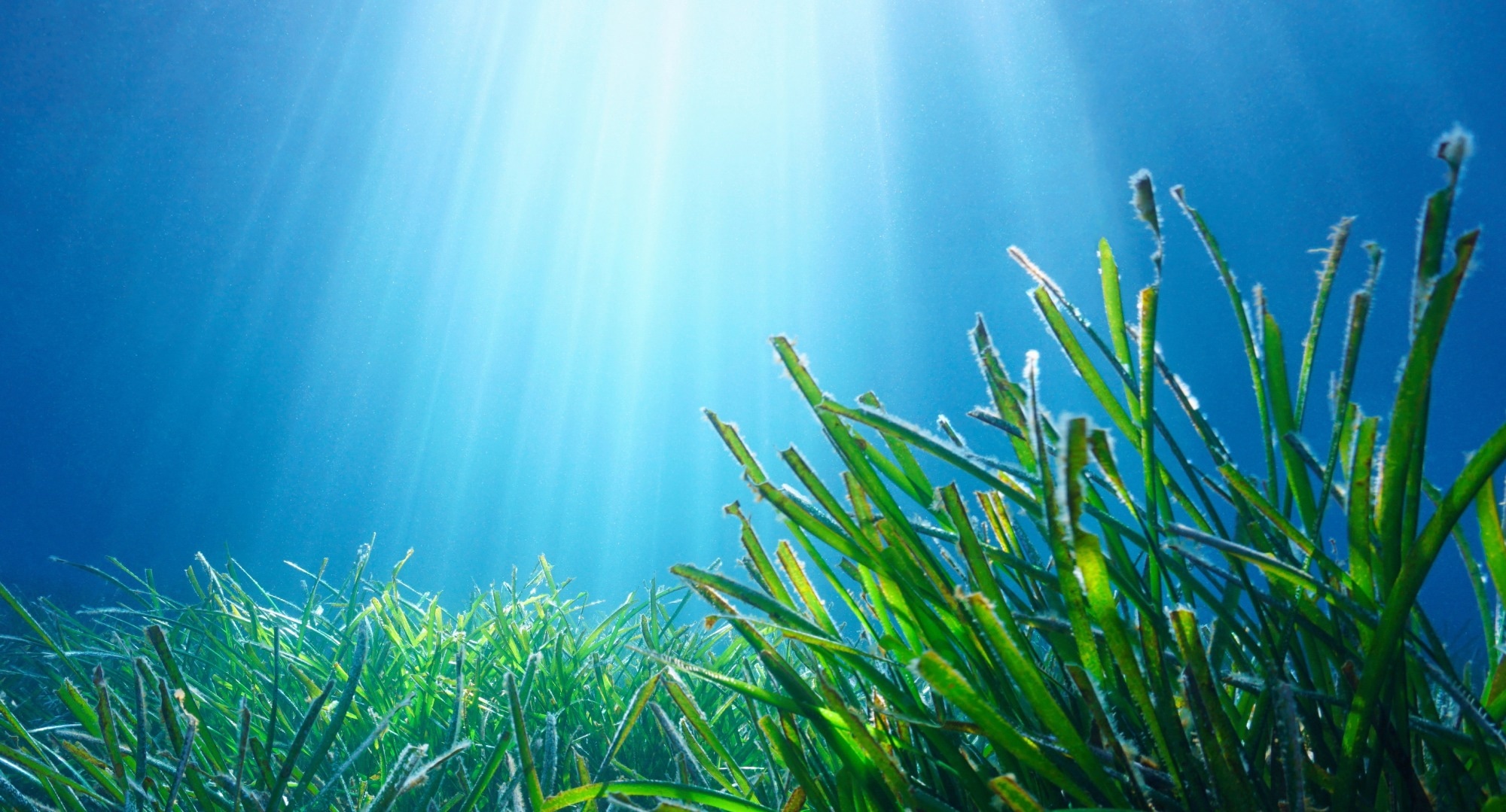 Study: AI-Enhanced Monitoring of Mediterranean Seagrass for Conservation and Climate Resilience. Image Credit: Damsea/Shutterstock