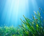 AI-Enhanced Monitoring of Mediterranean Seagrass for Conservation and Climate Resilience