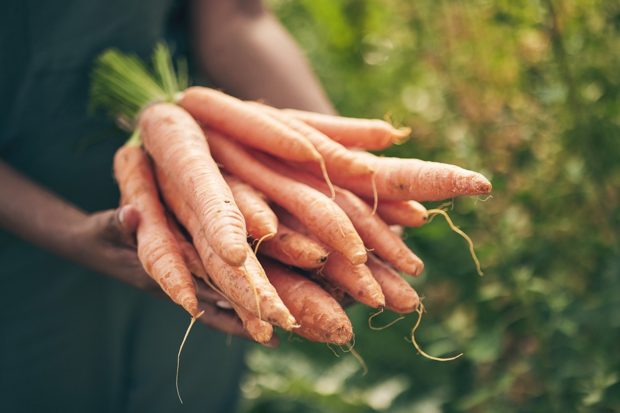 Study: Carrot Quality Assessment Using Hyperspectral Imaging and Multivariate Analysis. Image Credit: PeopleImages.com - Yuri A/Shutterstock