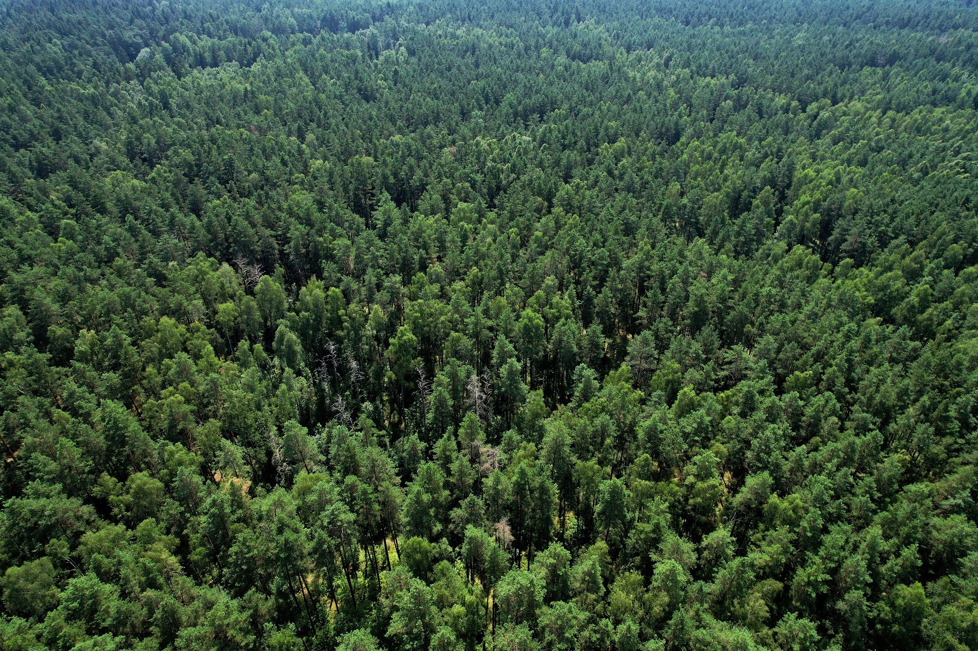 Study: TreeFormer: Revolutionizing Tree Counting in Aerial and Satellite Images with Transformer Power. Image credit: Maksim Safaniuk /Shutterstock