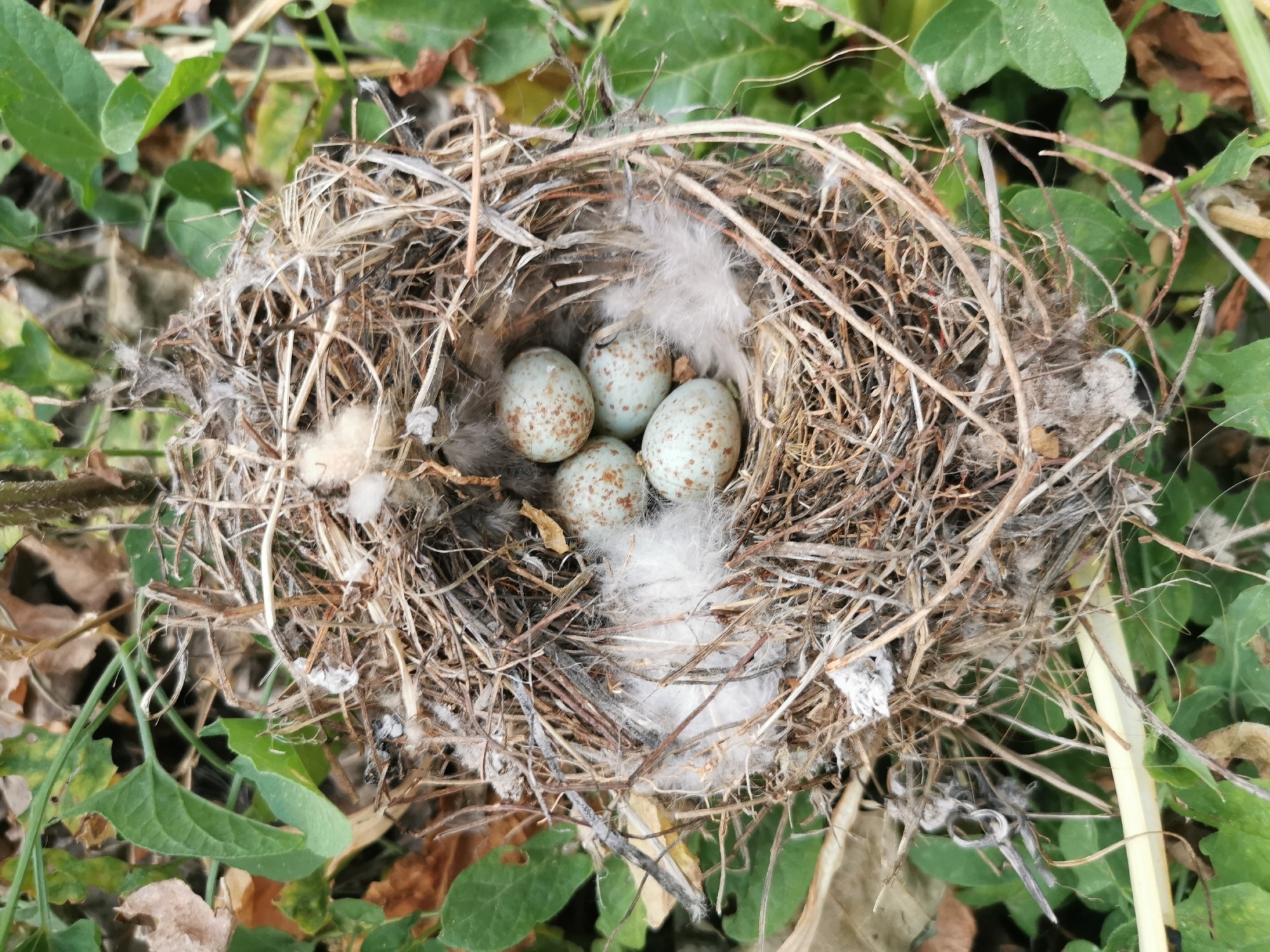 Study: YOLOv8-PG: Lightweight and Efficient Model for Pigeon Egg Detection. Image Credit: Souheir Mouchawrab/Shutterstock