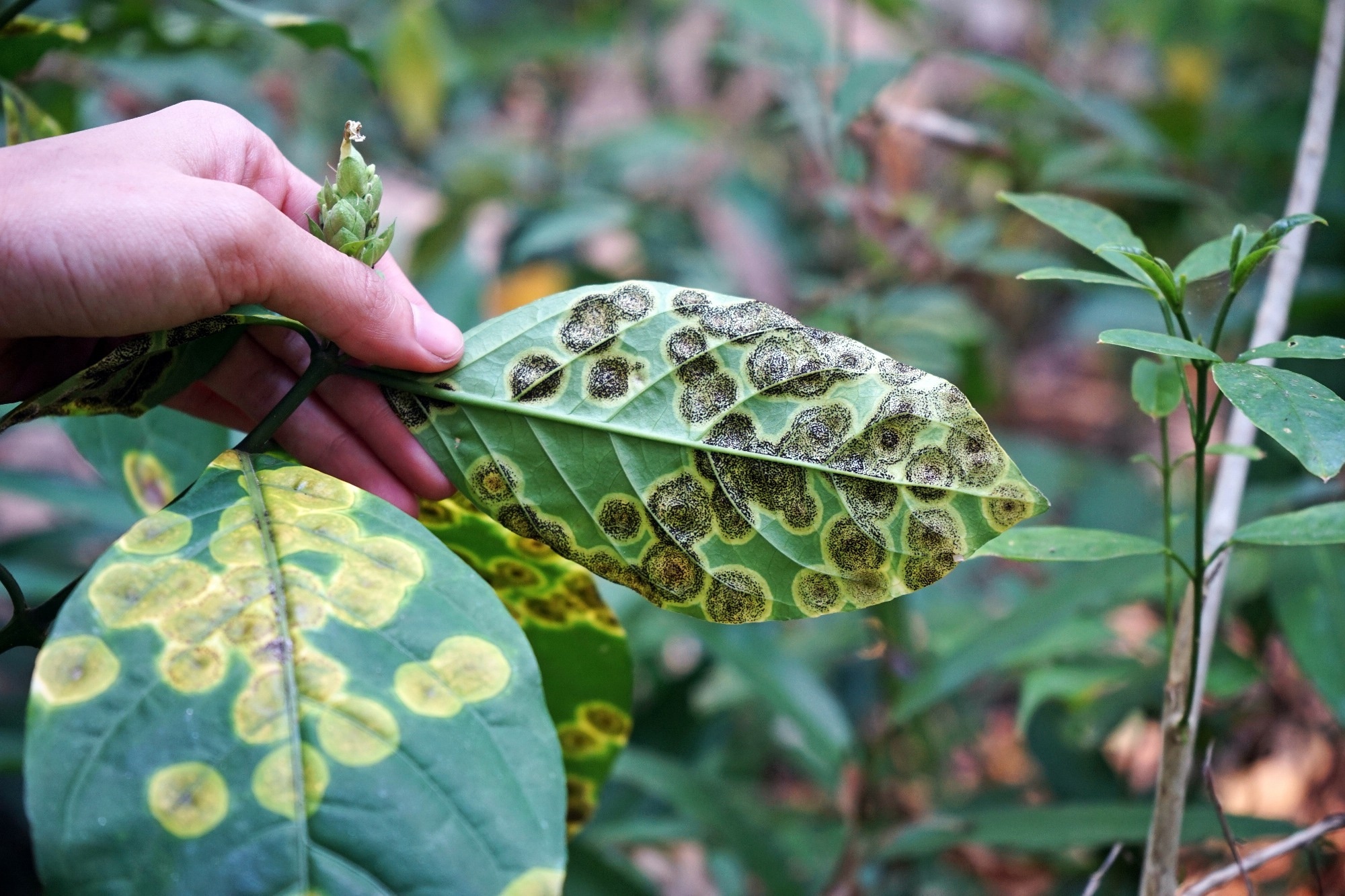 Study: RST-Net: Advancing Plant Disease Prediction Using Enlightened Swin Transformer Networks. Image Credit: Lertwit Sasipreyajun/Shutterstock