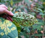 RST-Net: Advancing Plant Disease Prediction Using Enlightened Swin Transformer Networks