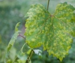 Deep Convolutional Neural Network for Grape Leaf Disease Detection