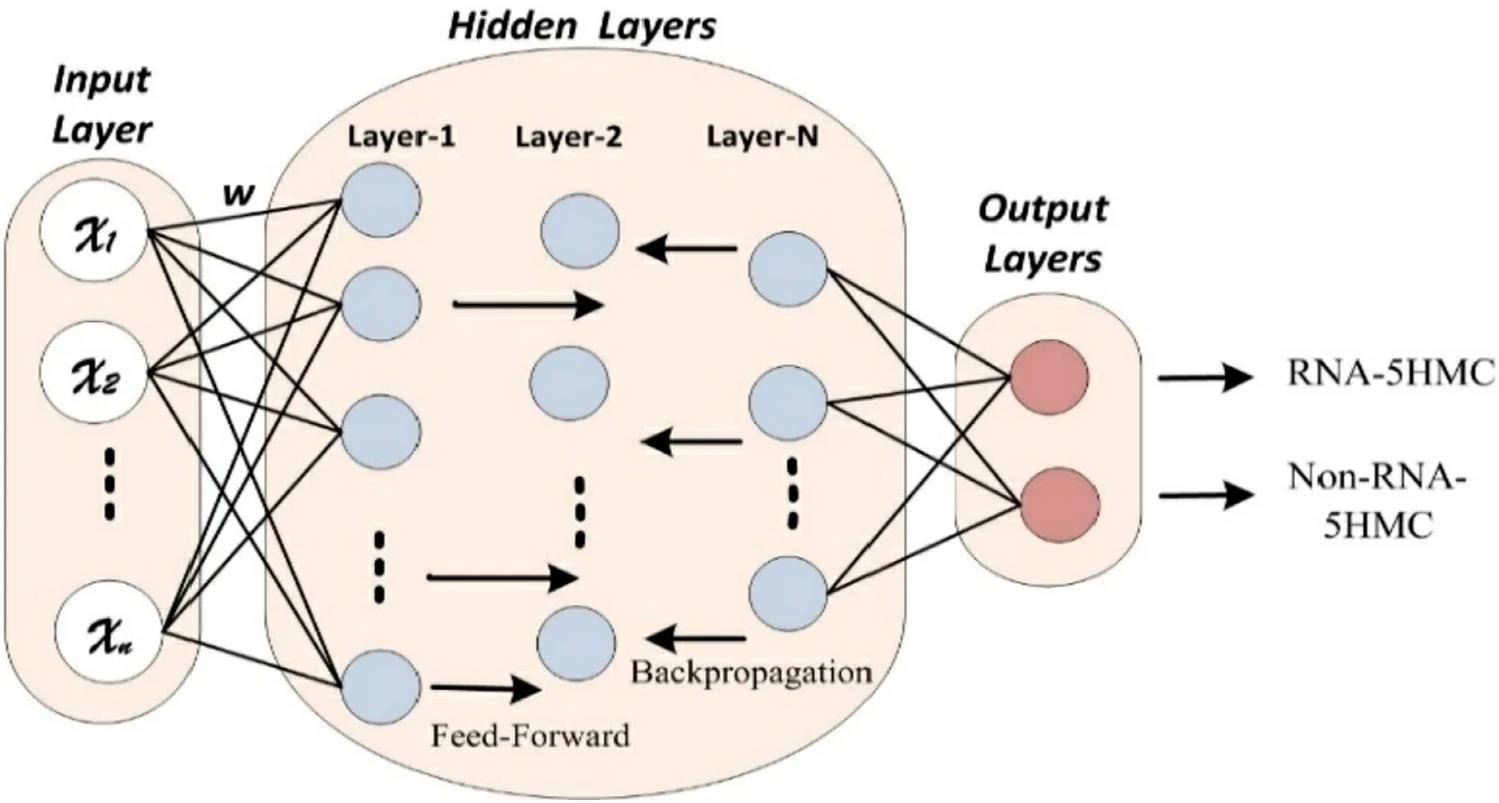 The configuration of the proposed DNN Mode circle represents processing nodes. Image Credit: https://www.nature.com/articles/s41598-024-59777-y