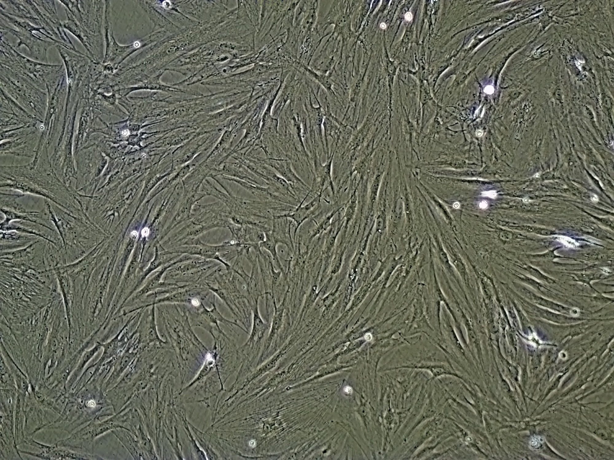 Study: Machine Learning for Cell Lineage Classification in Microscopy. Image Credit: Vladimir Staykov/Shutterstock