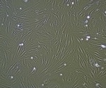 Machine Learning for Cell Lineage Classification in Microscopy