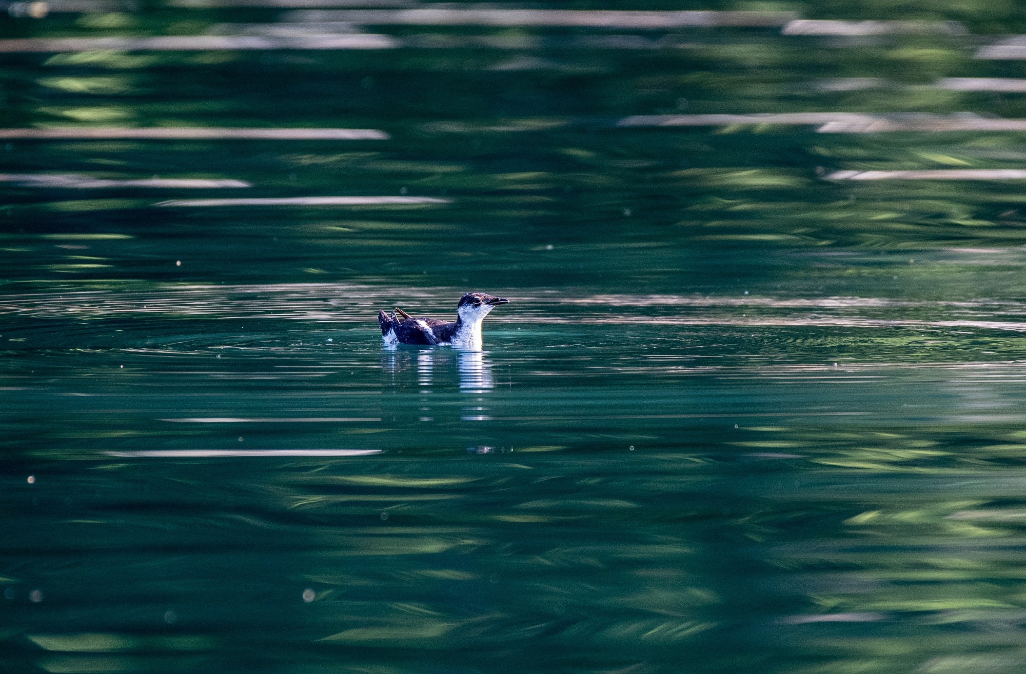 Study: Passive acoustic monitoring and convolutional neural networks facilitate high-resolution and broadscale monitoring of a threatened species. Image Credit: John Yunker / Shutterstock