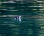 AI Analysis Helps Monitoring of Threatened Marbled Murrelets