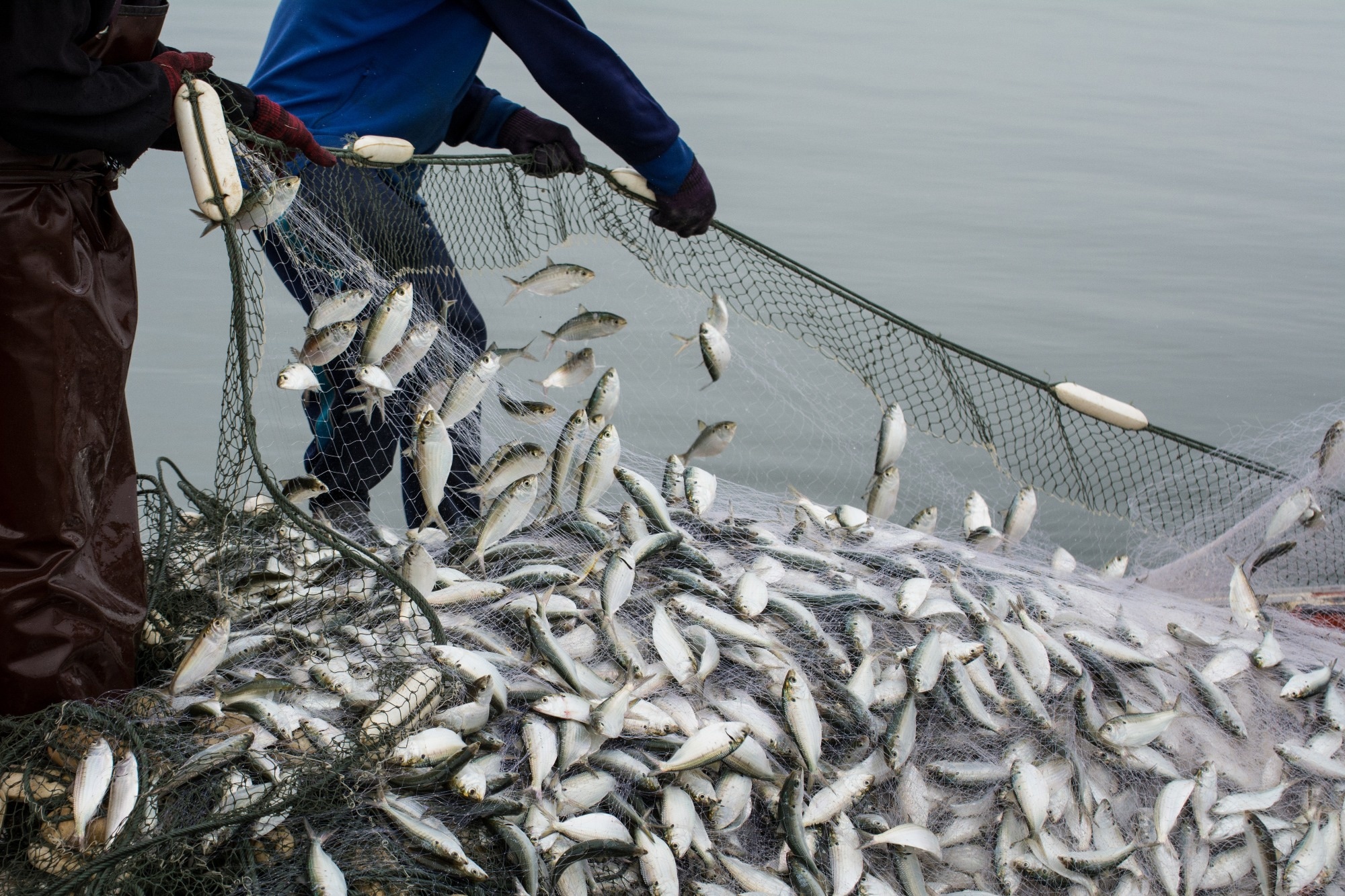 Study: Sustainability in Fisheries: Real-Time Nephrops Counting with Edge Computing. Image Credit: Watchares Hansawek/Shutterstock