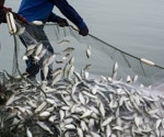 Sustainability in Fisheries: Real-Time Nephrops Counting with Edge Computing