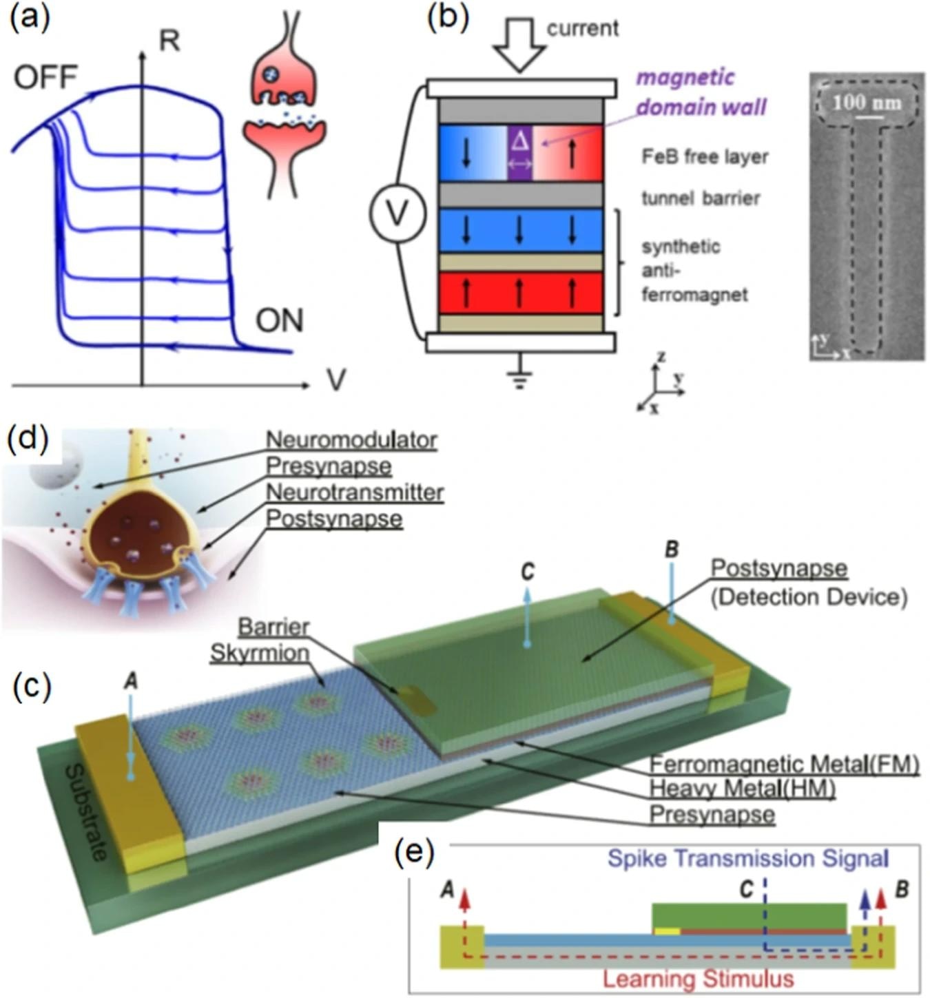 a Typical resistance versus voltage cycle characteristic of a memristor. Inset: a sketch of a biological synapse. b Side view: Schematic of an MgO-based magnetic tunnel junction with a domain wall in the FeB free layer. Δ is the width of the domain wall. Top view: Scanning electron microscope image of the sample, with a black dashed line to emphasise its contour. From ref. 10. c Sketch of a proposed skyrmionic synaptic device. To mimic a neuromodulator, as shown in d, a bidirectional learning stimulus flowing through the heavy metal from terminal A to terminal B (or vice versa) drives skyrmions into (or out of) the postsynapse region to increase (or decrease) the synaptic weight, as shown in e, mimicking the potentiation/depression process of a biological synapse. Image Credit: https://www.nature.com/articles/s44306-024-00019-2