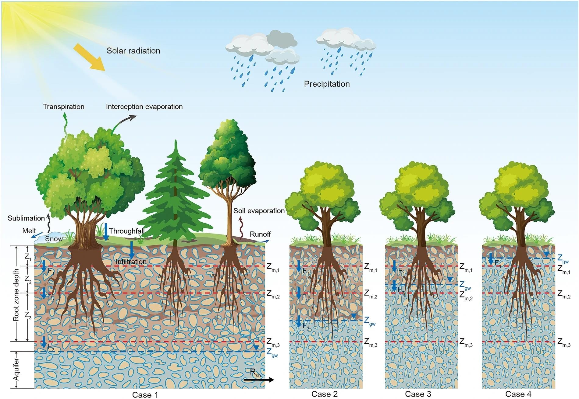 The conceptual diagram of the hydrological process in the SiTHv2 model. Different cases indicate the groundwater table (zgw) dynamically related with potential root zone depth. Image Credit: https://www.nature.com/articles/s41597-024-03271-7