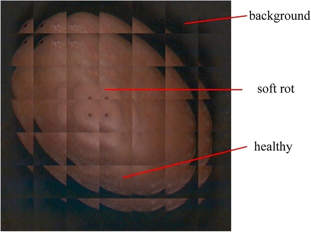 Blocking process of kiwifruit image. First, the image was normalized to a uniform image size of 256x256, and then divided into blocks of 64x64 with a step size of 32. the blocks were labeled as soft rot, healthy and background based on the percentage of soft rot. The figure highlights canonical examples representing each of the three categories. Image Credit: https://www.nature.com/articles/s41598-024-61425-4
