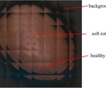 Advanced Kiwifruit Soft Rot Detection with Deep Learning