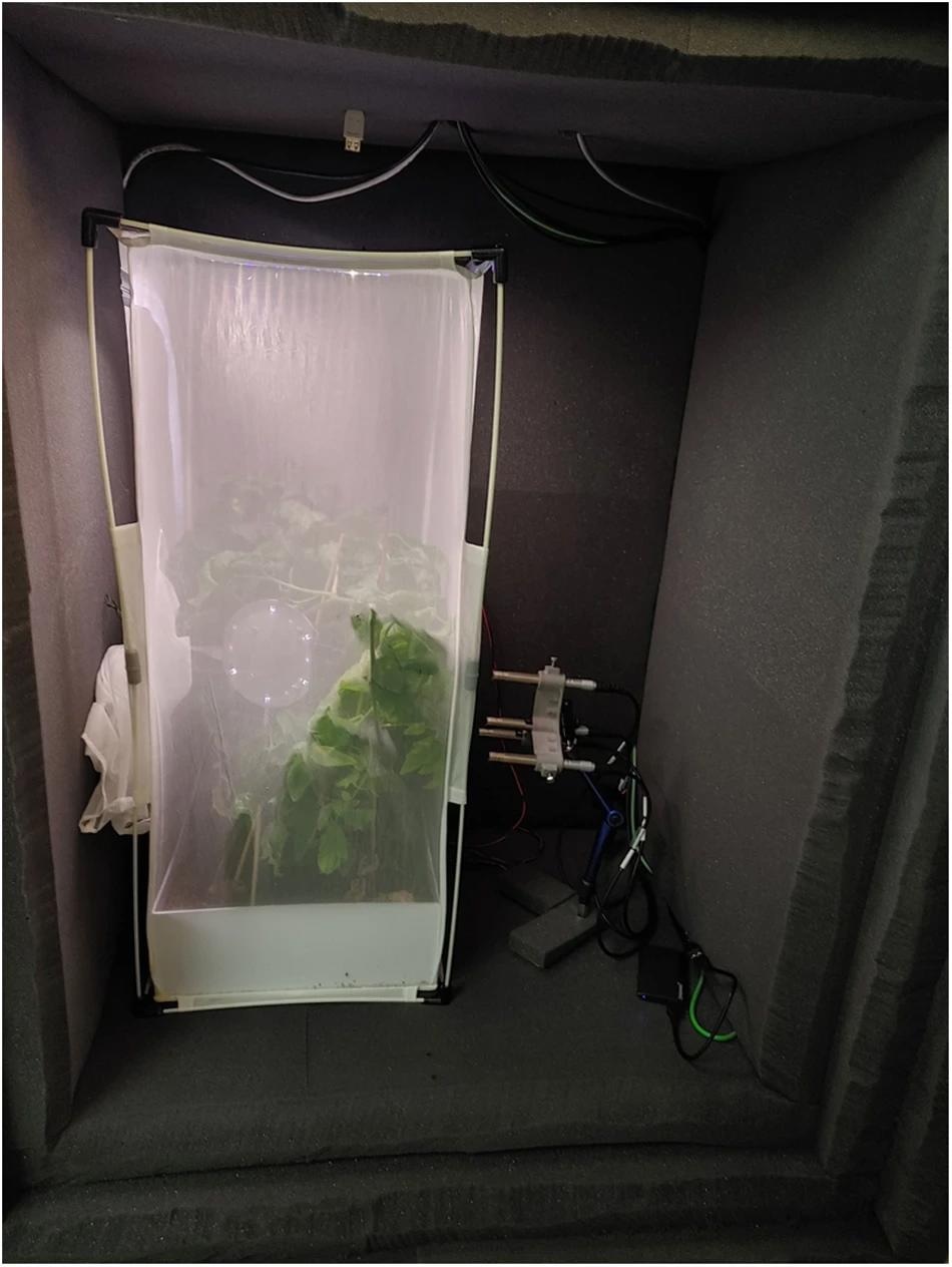 View of the recording setup for the InsectSound1000 dataset inside the anechoic box. An illuminated insect-rearing cage containing a square plant pot with two tomato plants, a low-budget microphone array and one selected species of insect was placed inside the box to the left.Next to it is the high-quality microphone array, which consists of 4 low-noise measurement microphones. Image Credit: https://www.nature.com/articles/s41597-024-03301-4