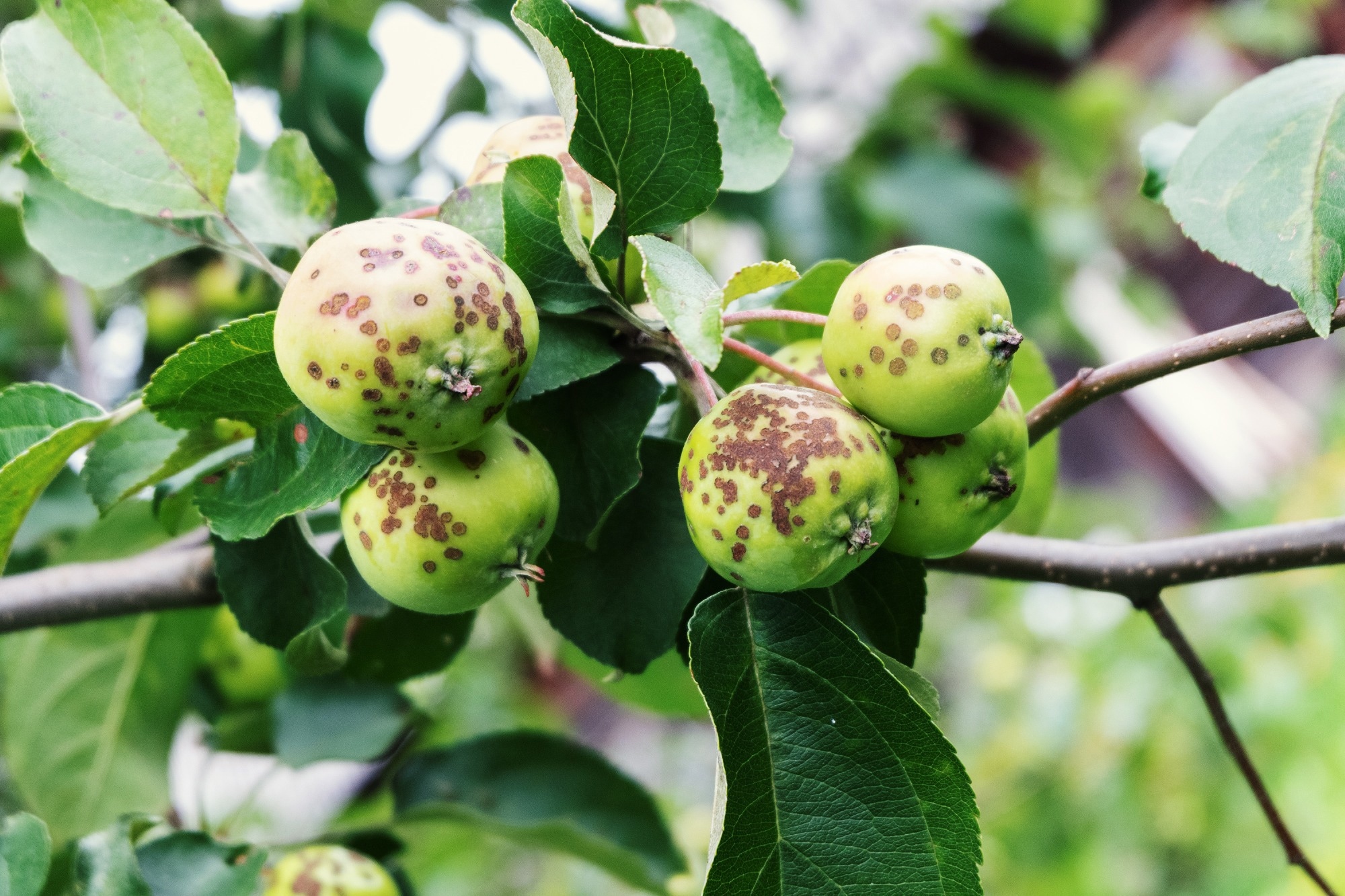 Study: Machine Learning Revolutionizes Plant Disease Detection. Image Credit: Elgub/Shutterstock