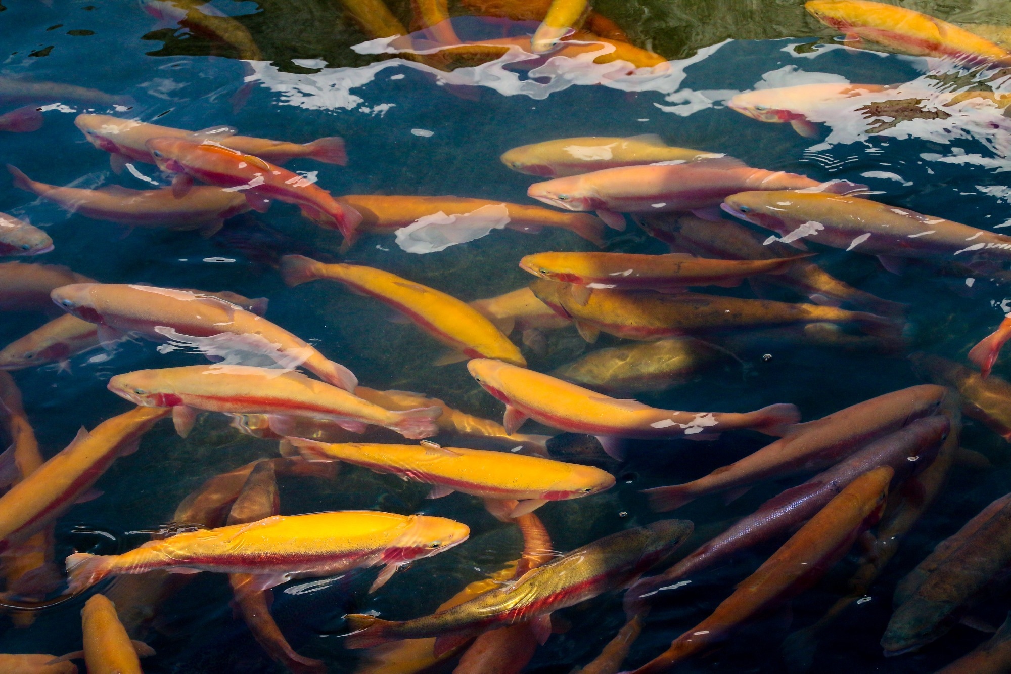 Study: Computer Vision Identifies Growth-stunted Salmon in Farms. Image Credit: Levchenko Andrii/Shutterstock