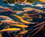 Computer Vision Identifies Growth-stunted Salmon in Farms