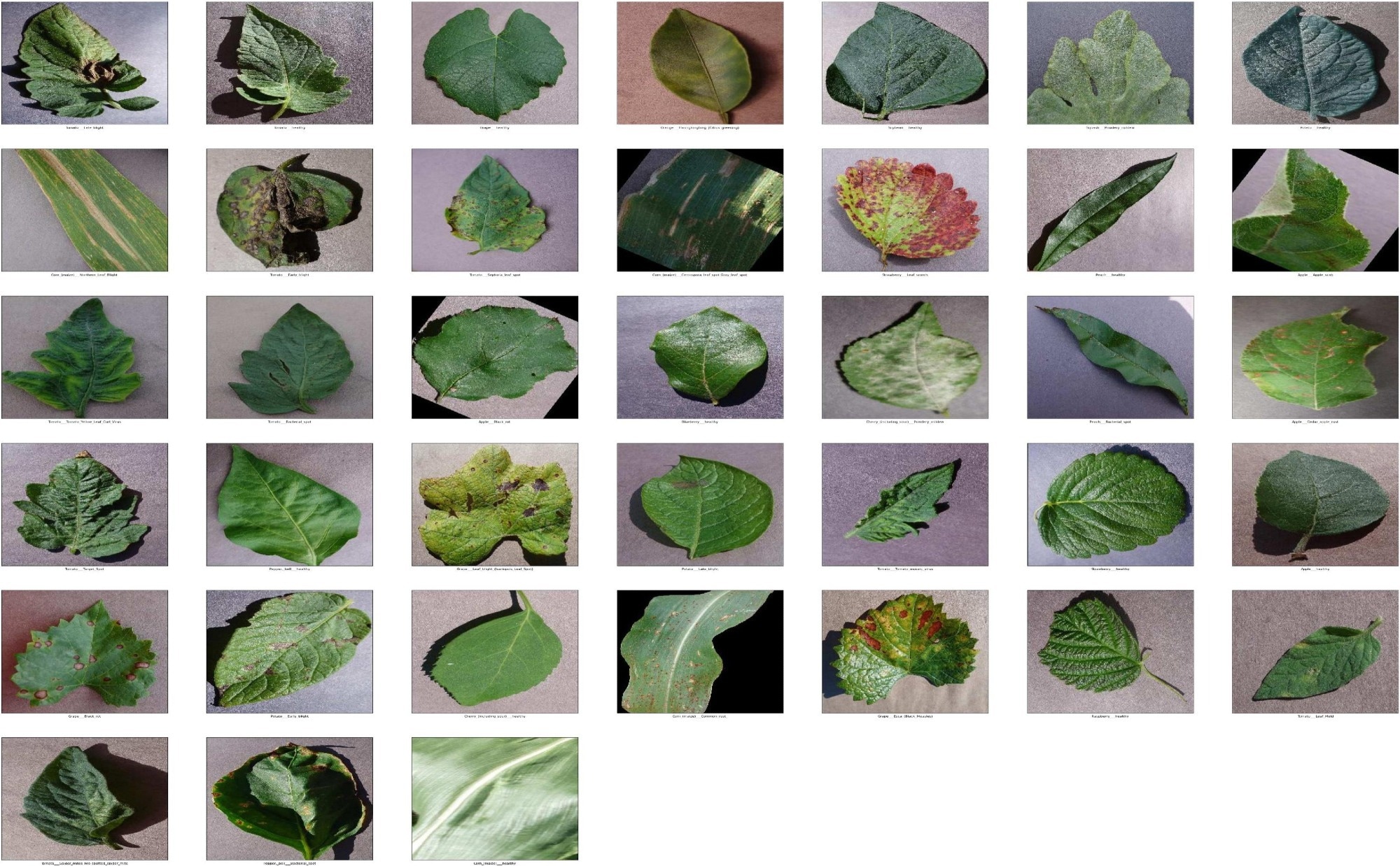 Grid of images contains plants and their corresponding diseases. Image Credit: https://www.sciencedirect.com/science/article/pii/S1574954124001602