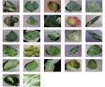 Advanced Deep Learning Models for Plant Disease Detection