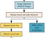 Precision Banana Bunch Weight Estimation Using YOLO and RGB-D Imaging