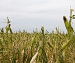 CIMNet Advances Crop Disease Detection