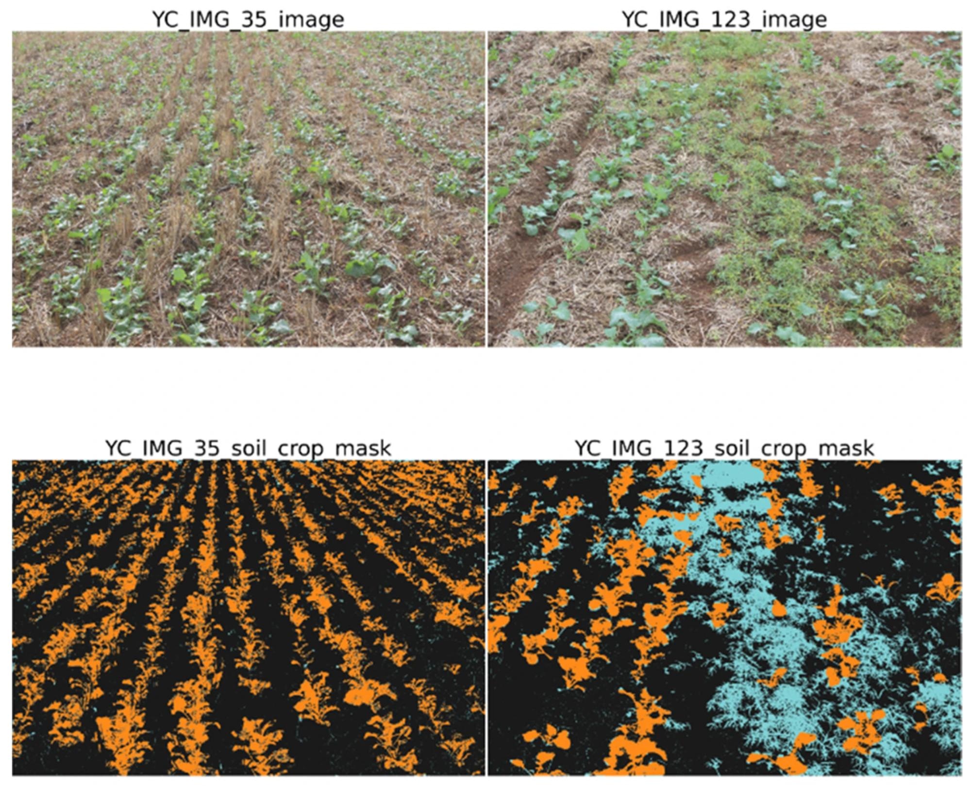 Display of base full size RGB image and labelled crop mask after soil deletion, vegetation index application, and overlay of ground truth labels. Plants other than canola are shown in blue. Image Credit: https://www.mdpi.com/2072-4292/16/11/2041