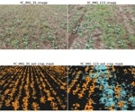 Deep Learning Enhances Canola Weed Detection