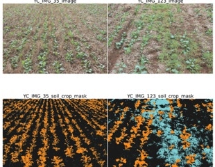 Deep Learning Enhances Canola Weed Detection