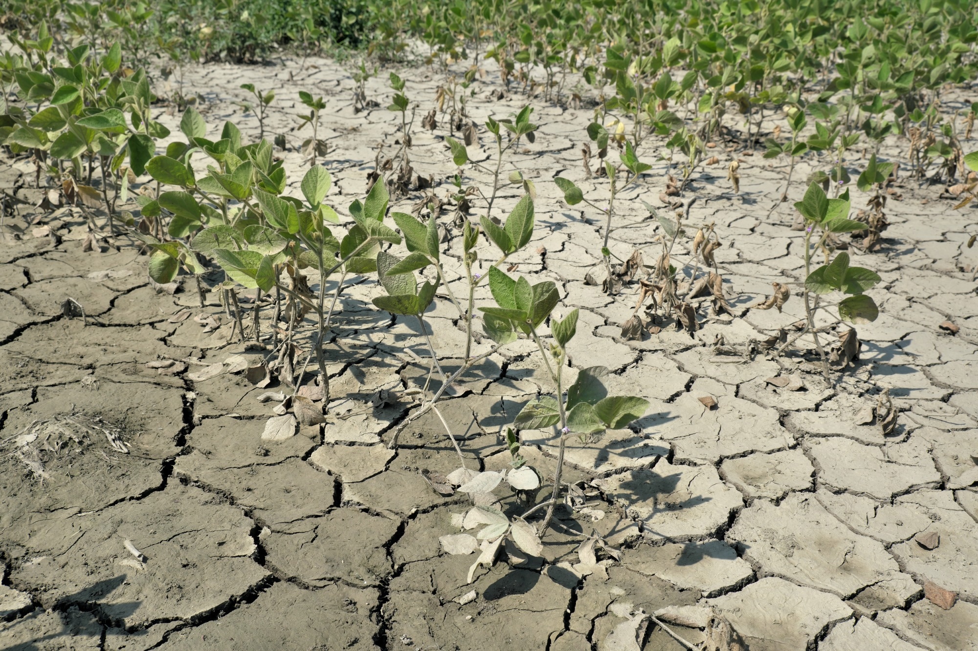 Study: Soybean Drought Tolerance Assessment Using UAV and AI. Image Credit: sima/Shutterstock